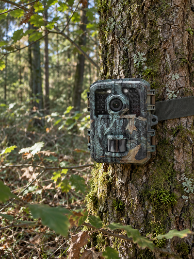 Hunter Mini 1080p installée sur un chêne en lisière de forêt, vue en contre plongée du poste de guet